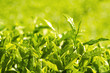 morning shot of tea leaf with ray of lights background