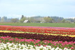 Tulip Field in Spring