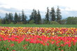 Tulip Field in Spring