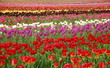 Tulip Field in Spring