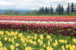 Tulip Field in Spring