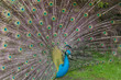 Pfau
