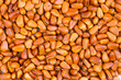 Pine nut
