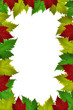 Fond - Feuille de vigne Fond - Feuille de vigne