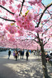 Cherry-trees, Stockholm, Sweden Cherry-trees, Stockholm, Sweden