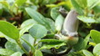 Video: Skink in garden Skink in garden