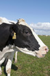 cow in meadow