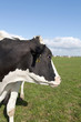 cow in meadow