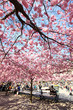 Cherry-trees, Stockholm, Sweden Cherry-trees, Stockholm, Sweden