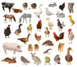 livestock