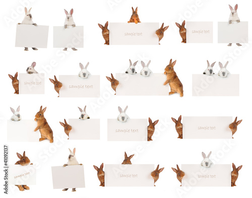 Photo: Rabbit Rabbit