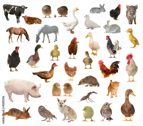 Photo: livestock livestock