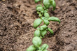 Fresh green basil. Mainly used in italian cooking.