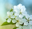 Cherry Blossoms