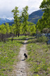 dog in a countryside trail