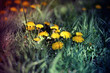 Yellow dandelions in the grass in magic light, spring flowers