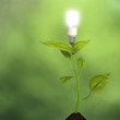 Growing green energy