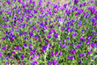 ECHIUM VULGARE, PLANTAS SILVESTRES