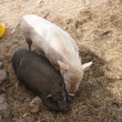 Races de cochon