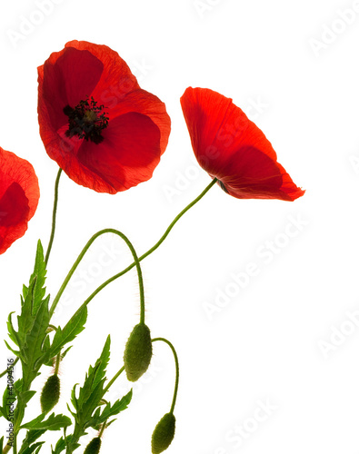 Photo: fleurs de coquelicots, poppies over white fleurs de coquelicots, poppies over white