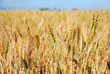 CULTIVO DE CEREALES, TRIGAL