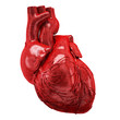 human heart