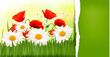 background with  poppies and daisies  Vector