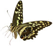 papillon
