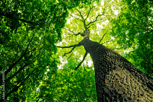 Photo: forest forest