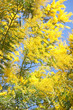 Mimosa branches against the blue sky