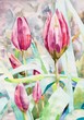 original watercolor painting spring  flower