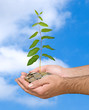 Palms with a plant growng from pile of coins Palms with a plant growng from pile of coins