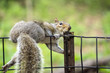 eastern gray squirrel eastern gray squirrel