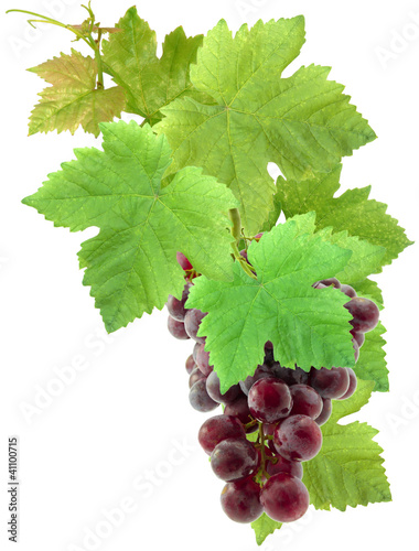 Foto: grappe de raisin et feuilles de vigne grappe de raisin et feuilles de vigne