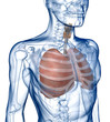 Lungs in the Rib_Cage Three_Quarter View