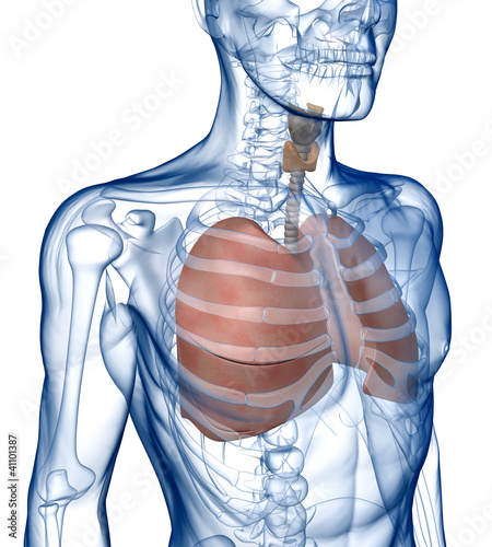 Illustration: Lungs in the Rib_Cage Three_Quarter View Lungs in the Rib_Cage Three_Quarter View