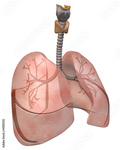 Illustration: Lungs and Bronchi Three_Quarter View Lungs and Bronchi Three_Quarter View