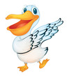 pelican