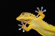 Foto: gecko lizard showing his adesive fingers gecko lizard showing his adesive fingers