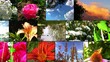 Natural flower collage