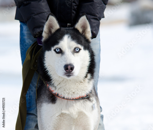 Photo: Siberian husky dog Siberian husky dog