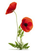 deux fleurs de coquelicot fond blanc