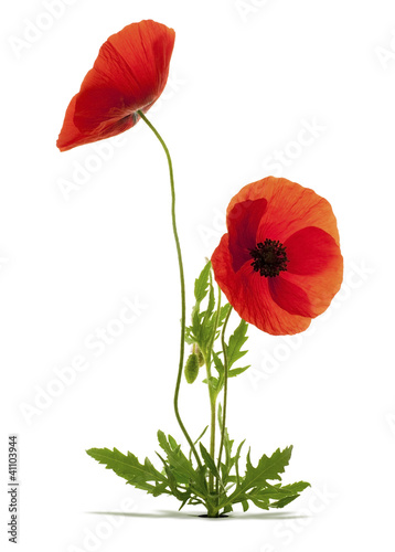Illustration: deux fleurs de coquelicot fond blanc deux fleurs de coquelicot fond blanc