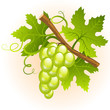 Grape cluster Grape cluster