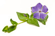 Pervinca Selvatica Pervinca Selvatica