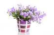 flower in flower pot