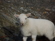 Newborn Lamb