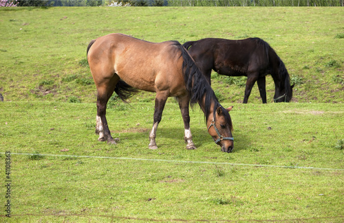 Photo: Horses grazing. Horses grazing.