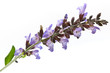 Photo: Fiore di Salvia Fiore di Salvia