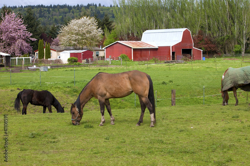 Photo: Horses grazing. Horses grazing.